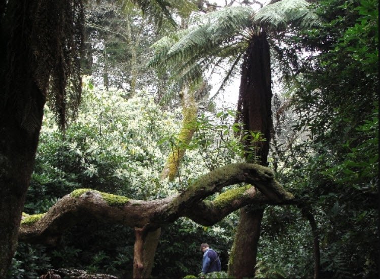 Penjerrick Garden, United Kingdom